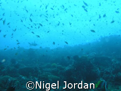 Bali Shark Banquet by Nigel Jordan 